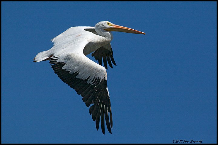_0SB4901 american white pelican.jpg